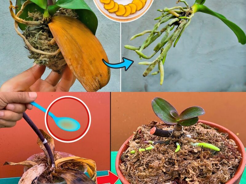 Orchids, How To Protect Them From Bacteria And Diseases In One Move: They Will Never Die Agai